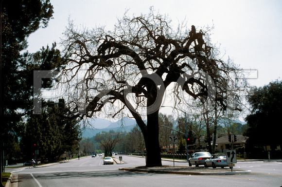 Lone Oak, Westlake BLVD